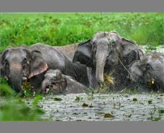 A Family of wild Asian Elephants near Guwahati  - Image by Udayan Borthakur